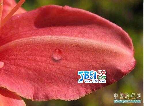 Photoshop给娇艳的花瓣增加透明露珠