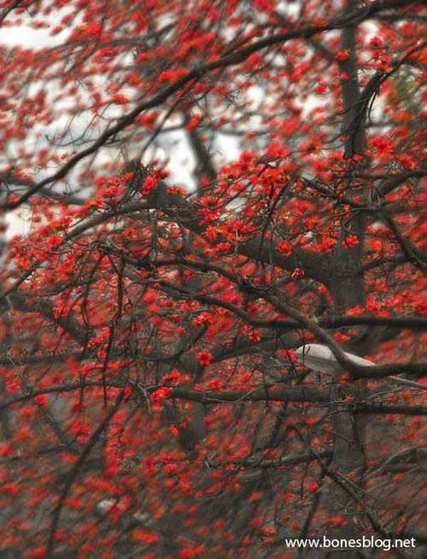 Photoshop实例教程：大树红花照片处理