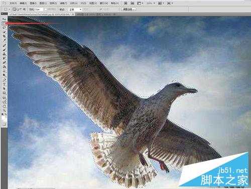 如何抠图?PS CS5中用钢笔抠图方法介绍